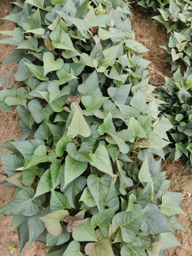 各种一级大田红薯苗种