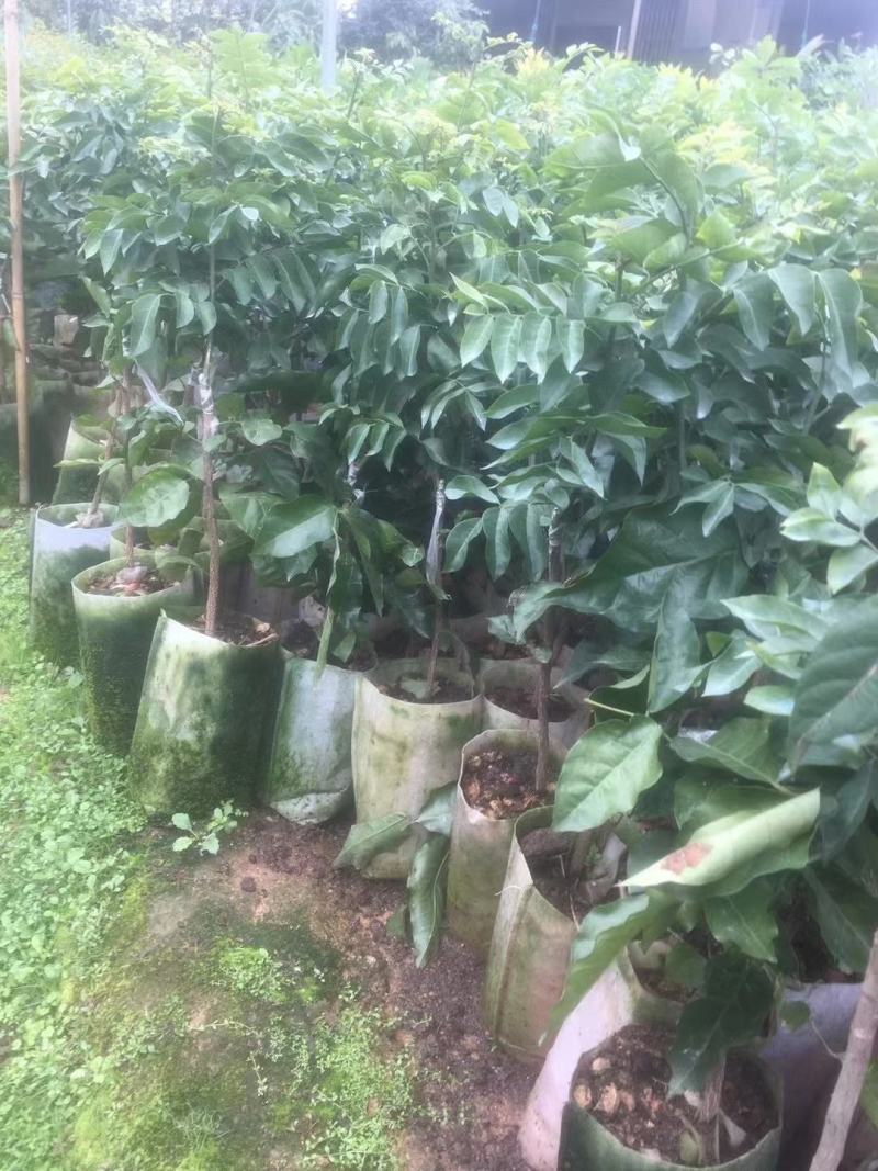 紫肉黄皮果苗新品种紫色黄皮苗嫁接苗盆栽地栽黄皮果树苗南方