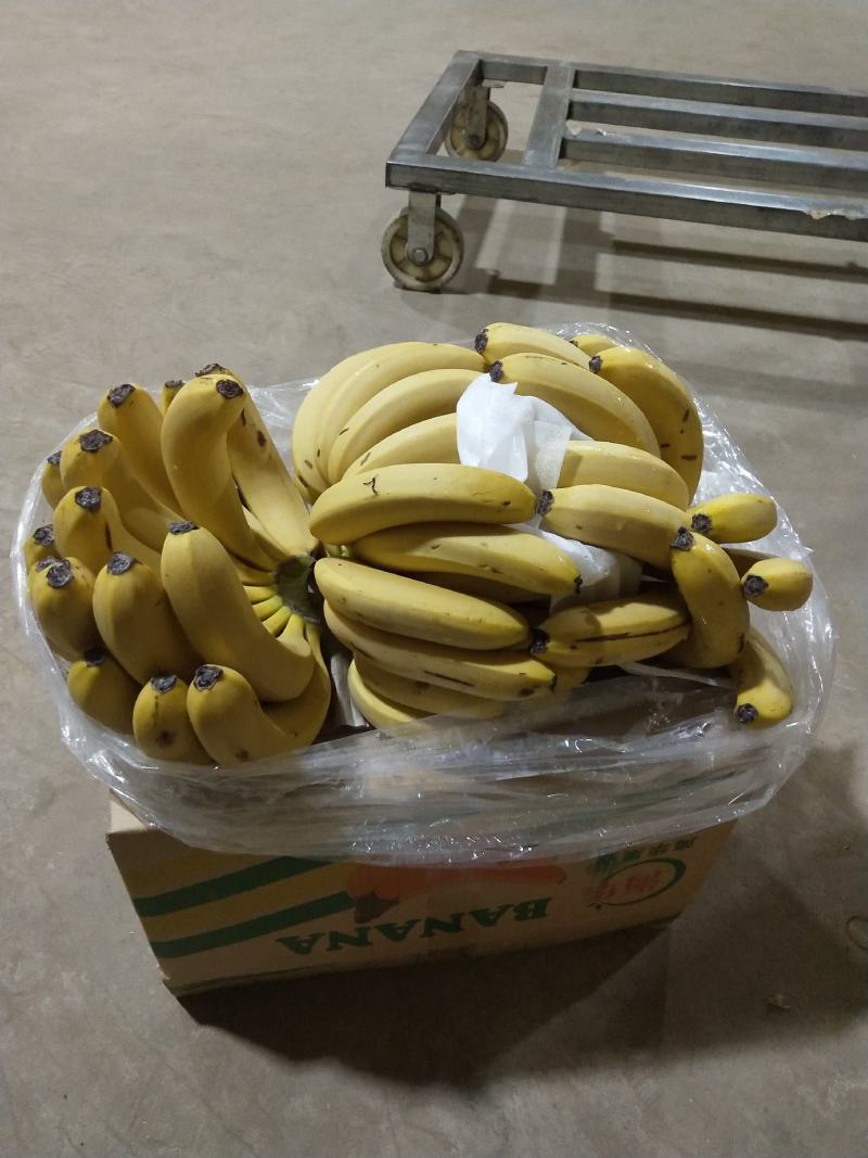 【精选热销】香蕉大量供应各大批发商微商电商自家冷库
