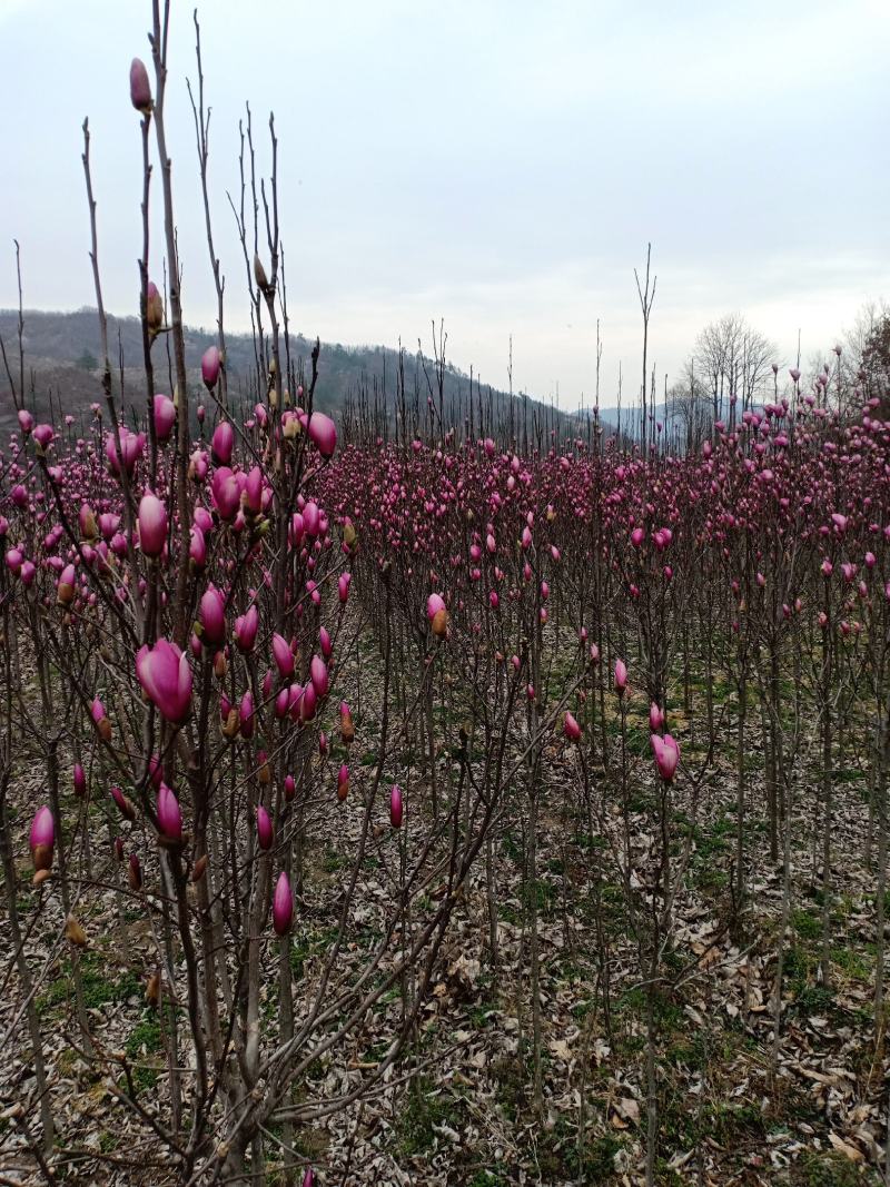 红玉兰，娇红一号，基地苗子，一手货