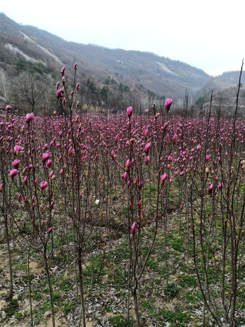 红玉兰，娇红一号，基地苗子，一手货