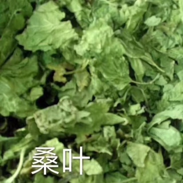 桑叶中药材批发霜后桑叶茶桑树叶桑葚霜桑叶桑叶干