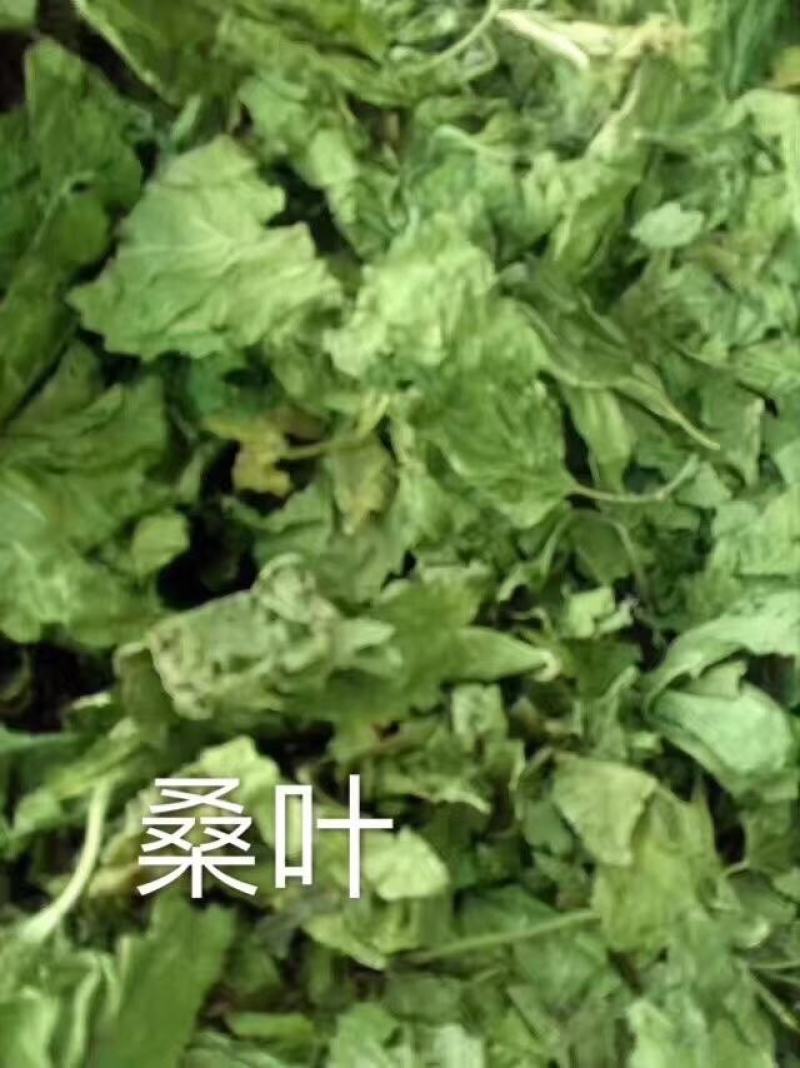 桑叶中药材批发霜后桑叶茶桑树叶桑葚霜桑叶桑叶干