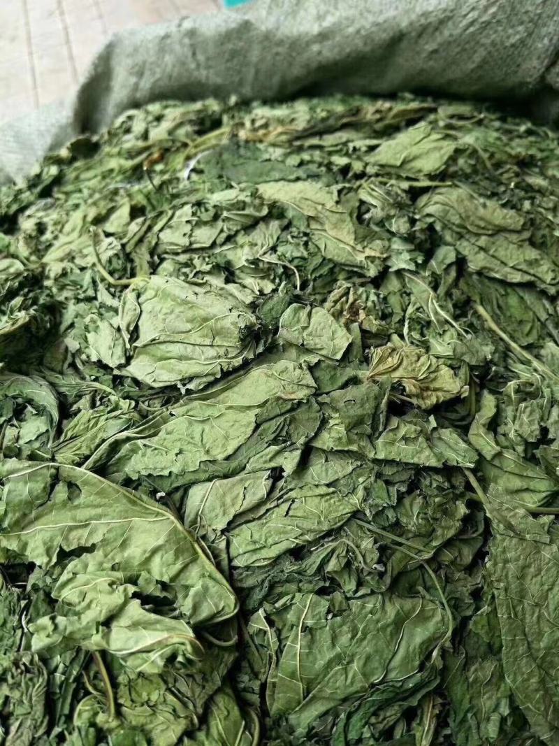 桑叶中药材批发霜后桑叶茶桑树叶桑葚霜桑叶桑叶干