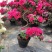 四季开花杜鹃花苗盆栽花卉植物室内客厅阳台绿色植物盆景