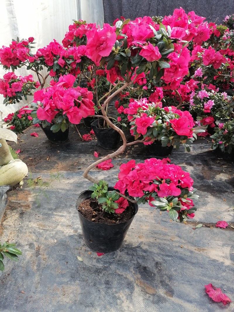 四季开花杜鹃花苗盆栽花卉植物室内客厅阳台绿色植物盆景