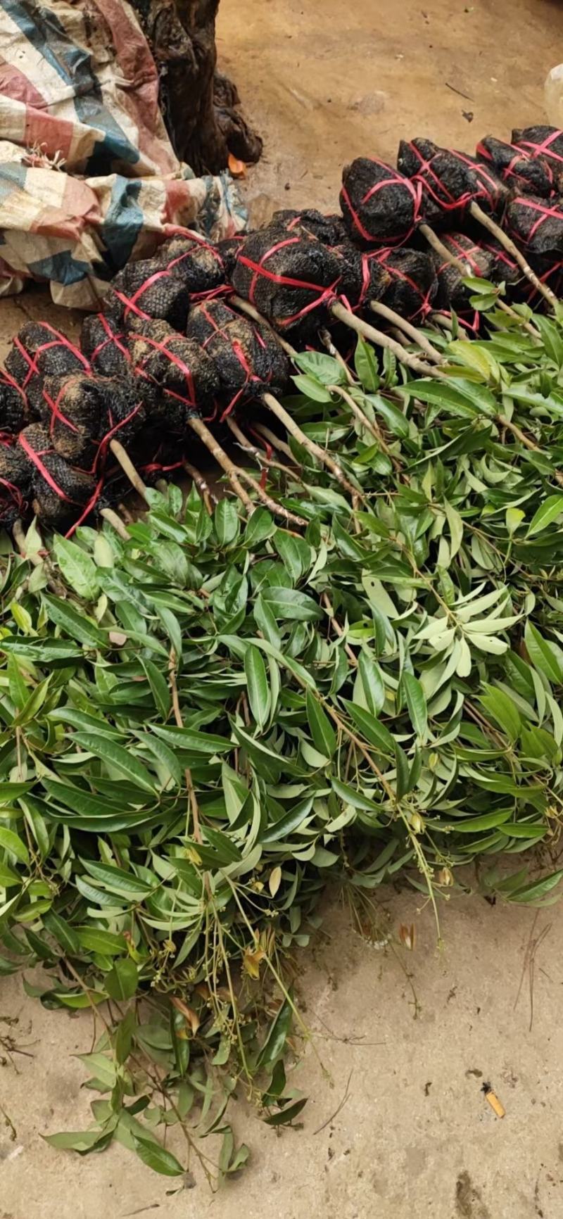 广西嫁接荔枝苗仙进奉荔枝果树苗带土带叶可盆栽地栽庭院