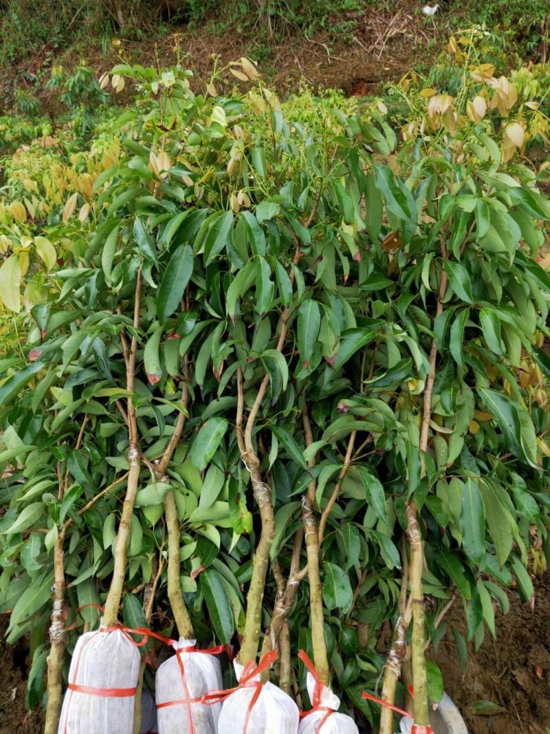 广西嫁接荔枝苗仙进奉荔枝果树苗带土带叶可盆栽地栽庭院