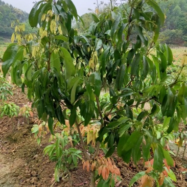 广西嫁接荔枝苗仙进奉荔枝果树苗带土带叶可盆栽地栽庭院