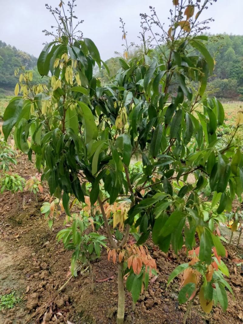 广西嫁接荔枝苗仙进奉荔枝果树苗带土带叶可盆栽地栽庭院