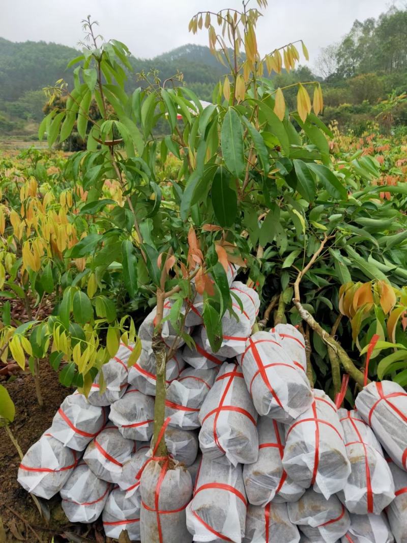 广西嫁接荔枝苗仙进奉荔枝果树苗带土带叶可盆栽地栽庭院