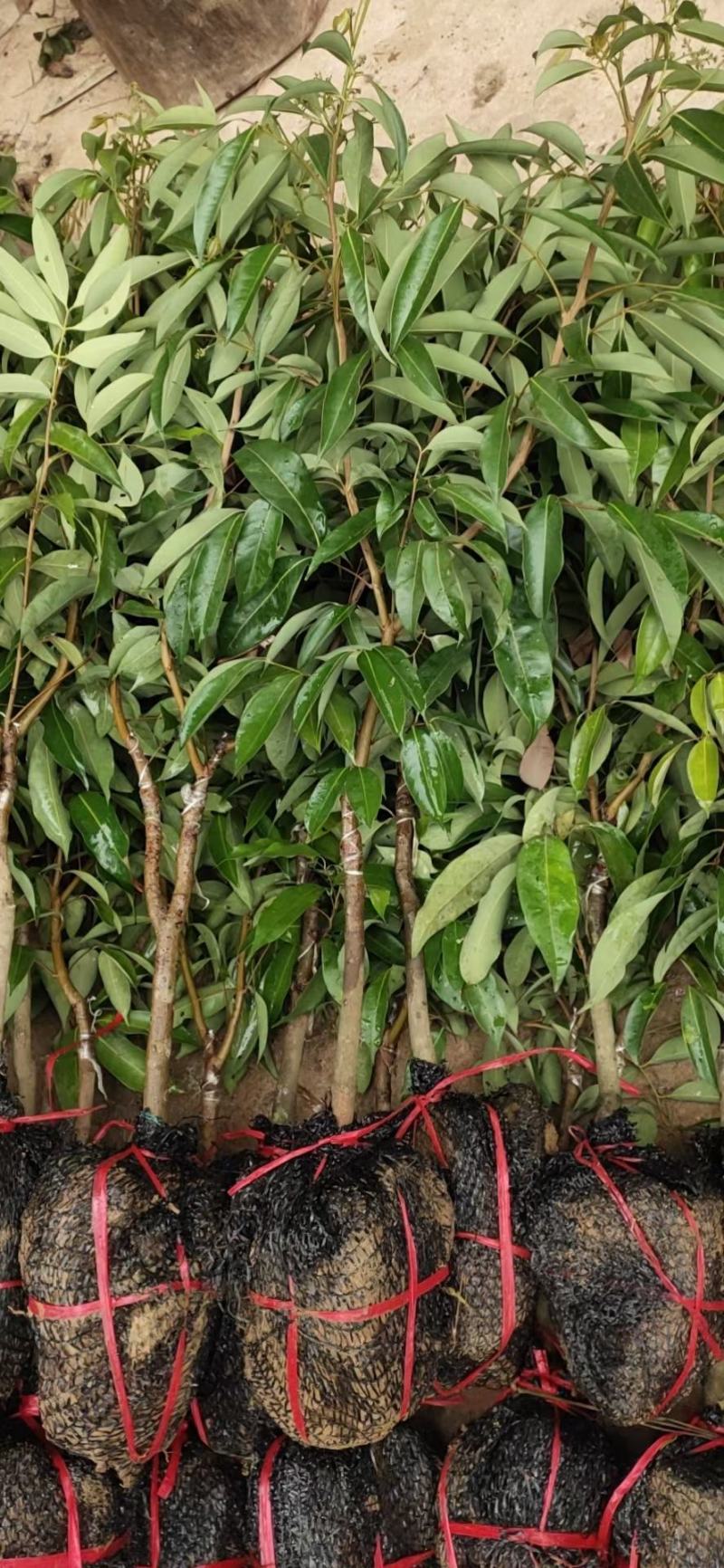 广西嫁接荔枝苗仙进奉荔枝果树苗带土带叶可盆栽地栽庭院
