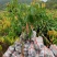 广西嫁接荔枝苗仙进奉荔枝果树苗带土带叶可盆栽地栽庭院