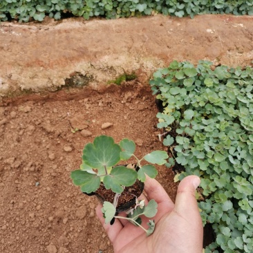 耧斗菜绿化苗木地被草花产地直发大量有货