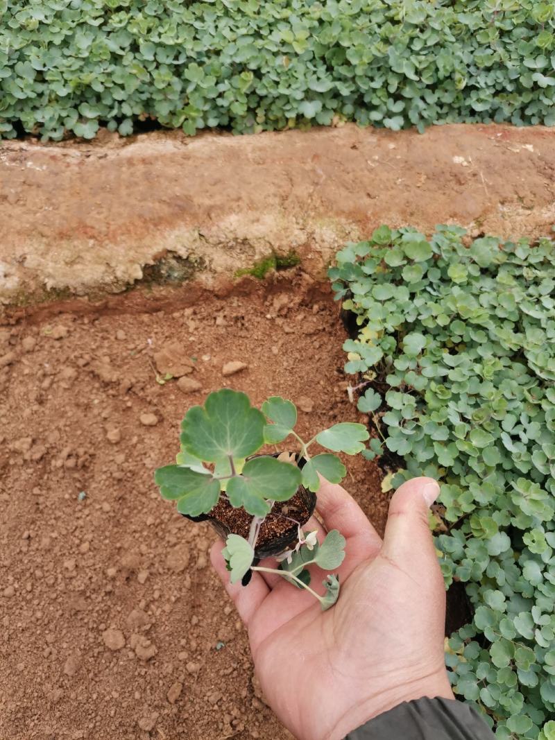 耧斗菜绿化苗木地被草花产地直发大量有货