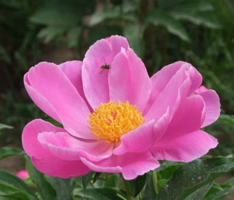 牡丹芍药鲜切花重瓣基地直发水养插花母亲节花束办公室阳台装