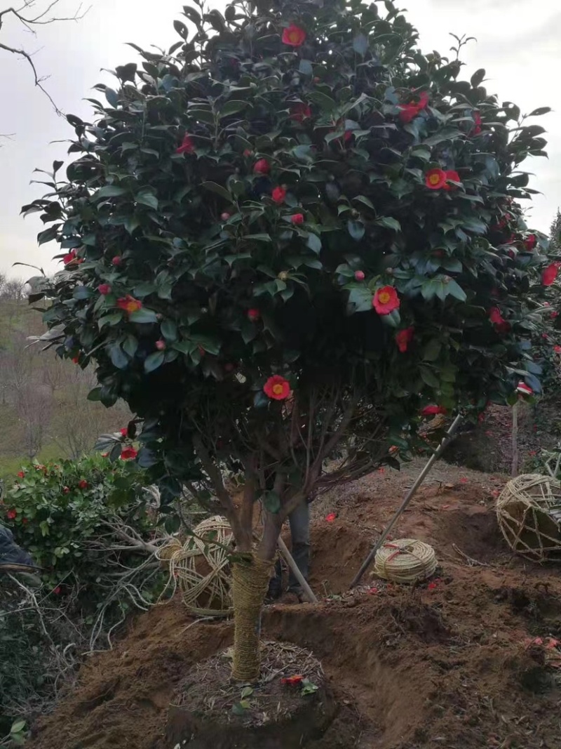 精品茶花耐冬茶花球基地直销代发全国欢迎来电选购
