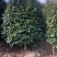 精品茶花耐冬茶花球基地直销代发全国欢迎来电选购