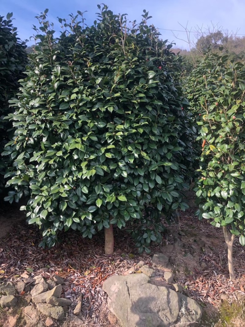 精品茶花耐冬茶花球基地直销代发全国欢迎来电选购