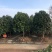精品茶花耐冬茶花球基地直销代发全国欢迎来电选购
