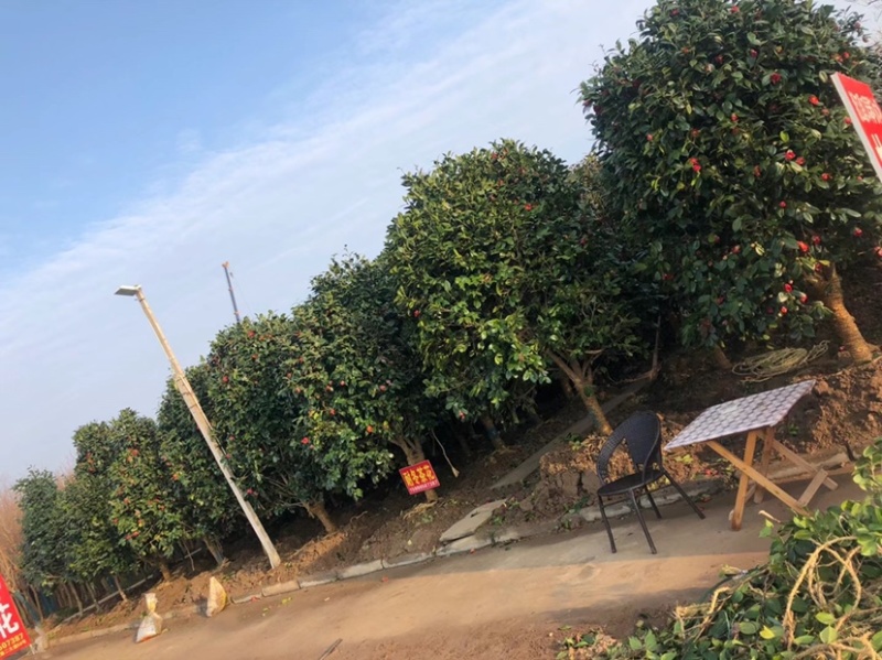 精品茶花耐冬茶花球基地直销代发全国欢迎来电选购