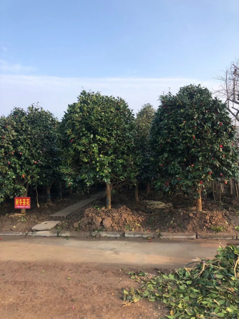 精品茶花耐冬茶花球基地直销代发全国欢迎来电选购