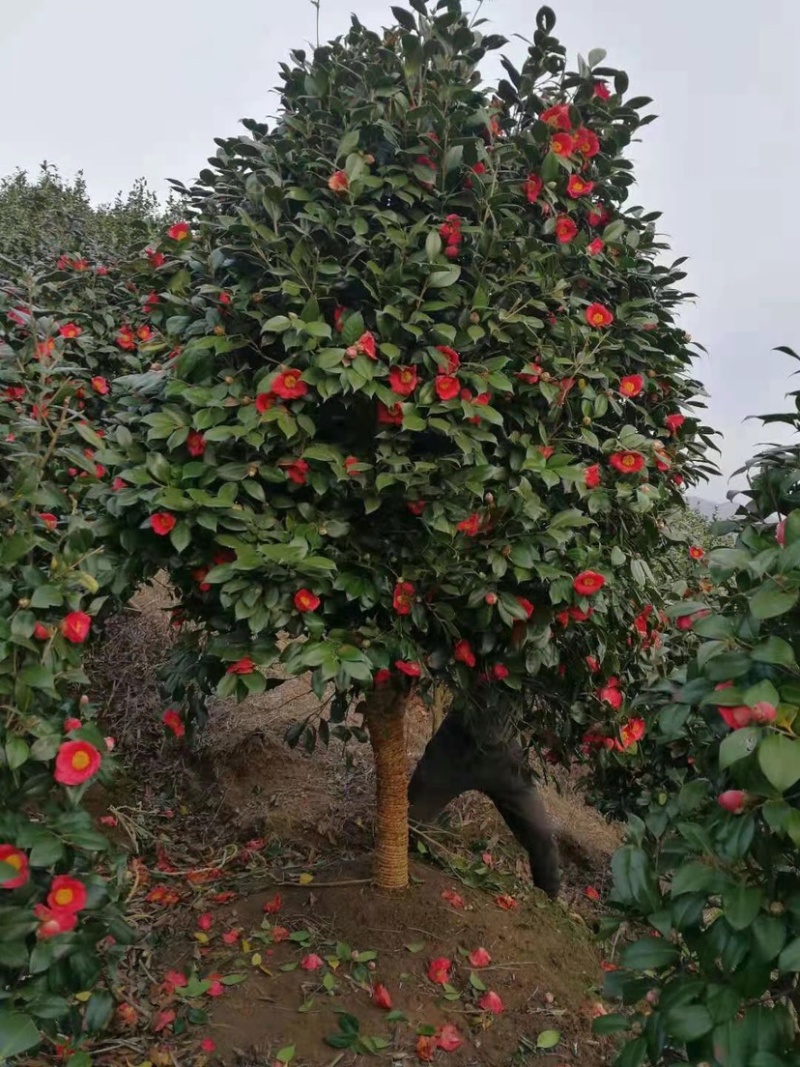 精品茶花耐冬茶花球基地直销代发全国欢迎来电选购