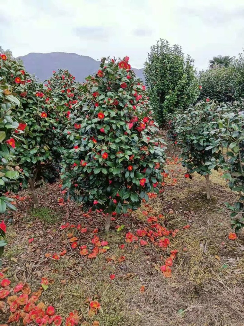精品茶花耐冬茶花球基地直销代发全国欢迎来电选购