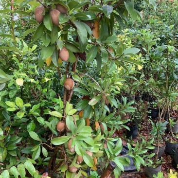 人心果苗树苗水果树四季南方北方盆栽地栽庭院阳台种植当