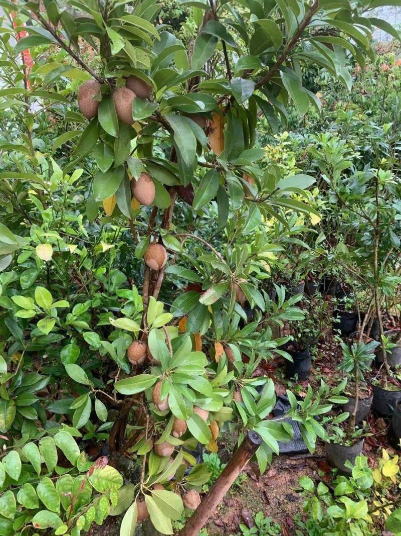 人心果苗树苗水果树四季南方北方盆栽地栽庭院阳台种植当