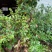 人心果苗树苗水果树四季南方北方盆栽地栽庭院阳台种植当