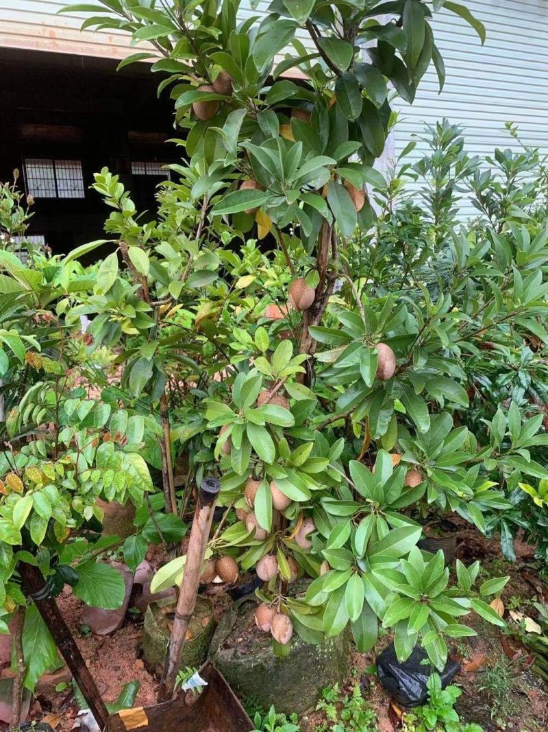 人心果苗树苗水果树四季南方北方盆栽地栽庭院阳台种植当