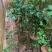 人心果苗树苗水果树四季南方北方盆栽地栽庭院阳台种植当