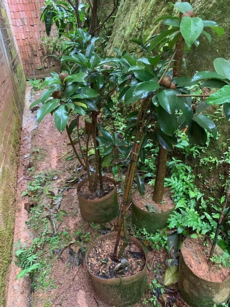 人心果苗树苗水果树四季南方北方盆栽地栽庭院阳台种植当