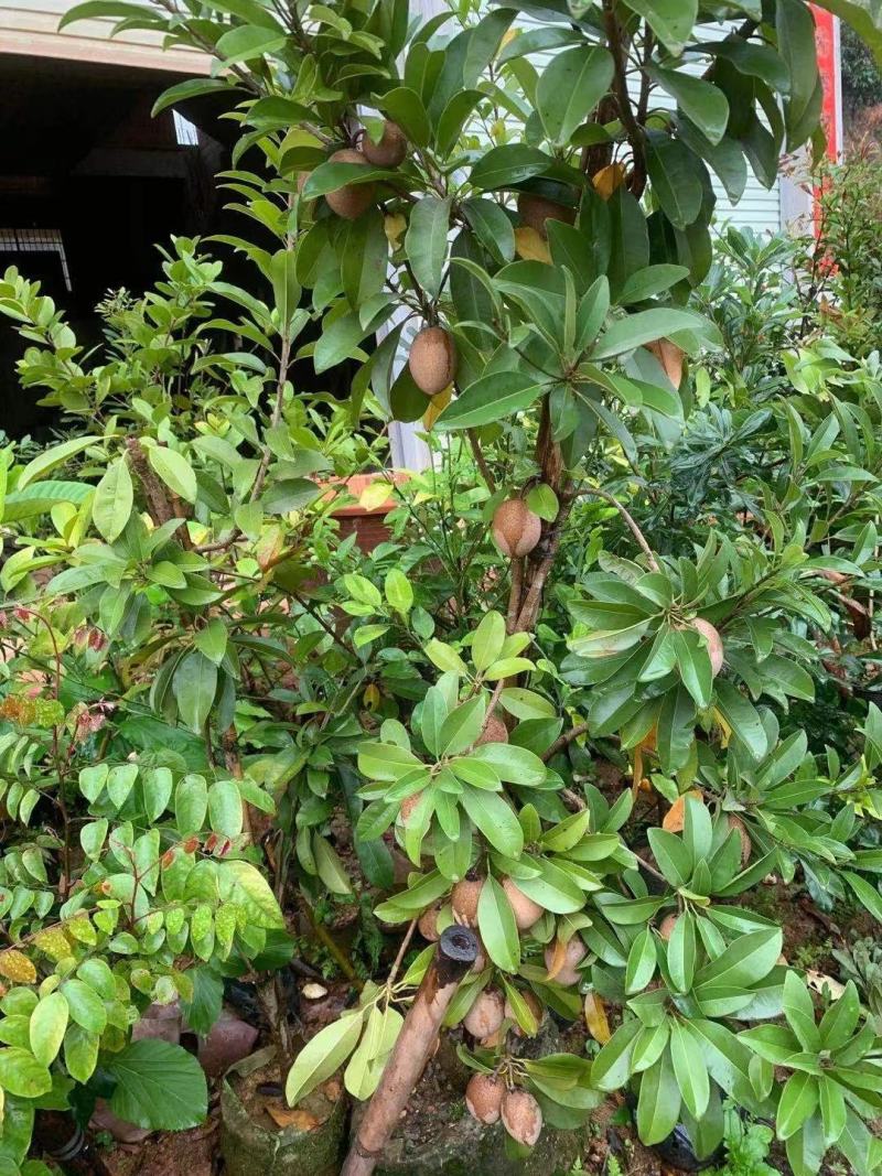 人心果苗树苗水果树四季南方北方盆栽地栽庭院阳台种植当