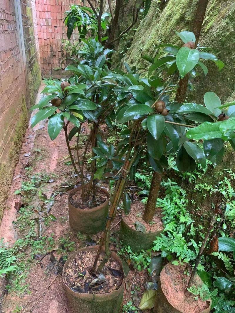 人心果苗树苗水果树四季南方北方盆栽地栽庭院阳台种植当