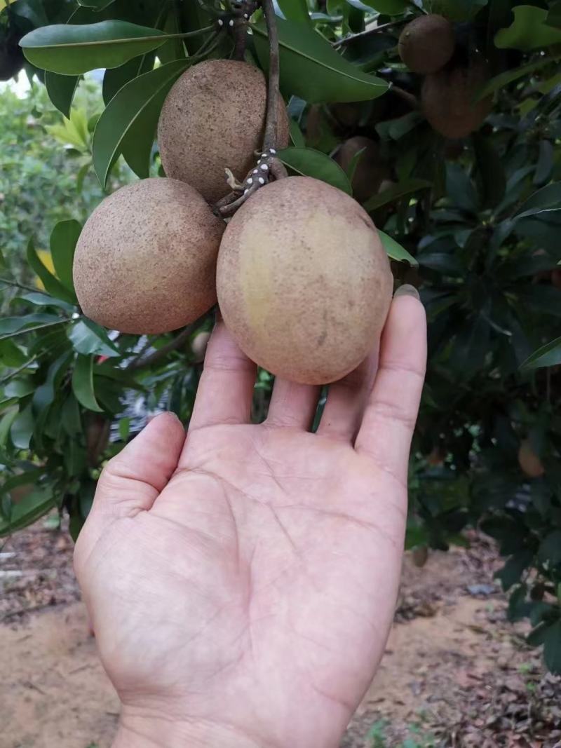 人心果苗树苗水果树四季南方北方盆栽地栽庭院阳台种植当