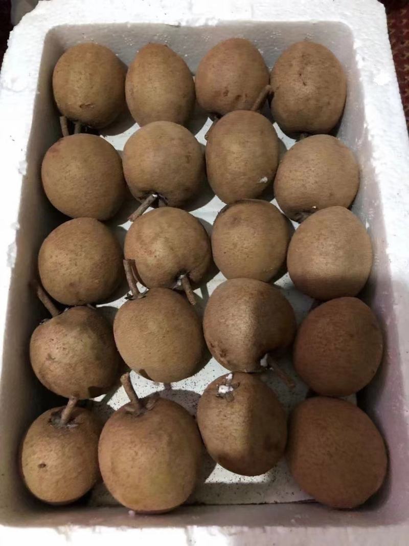 人心果苗树苗水果树四季南方北方盆栽地栽庭院阳台种植当