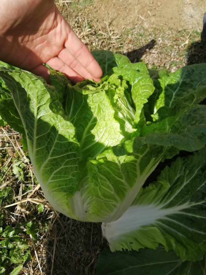 大白菜3/5斤半净菜，产地直销，可实地考察，诚信经营