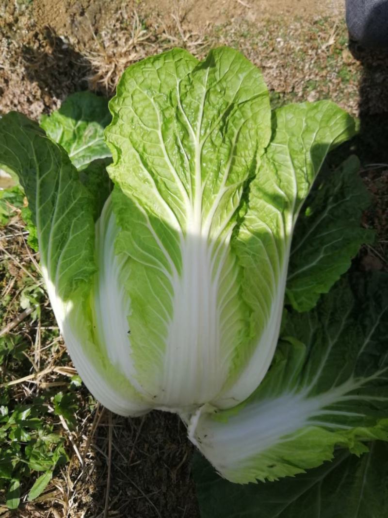 大白菜3/5斤半净菜，产地直销，可实地考察，诚信经营