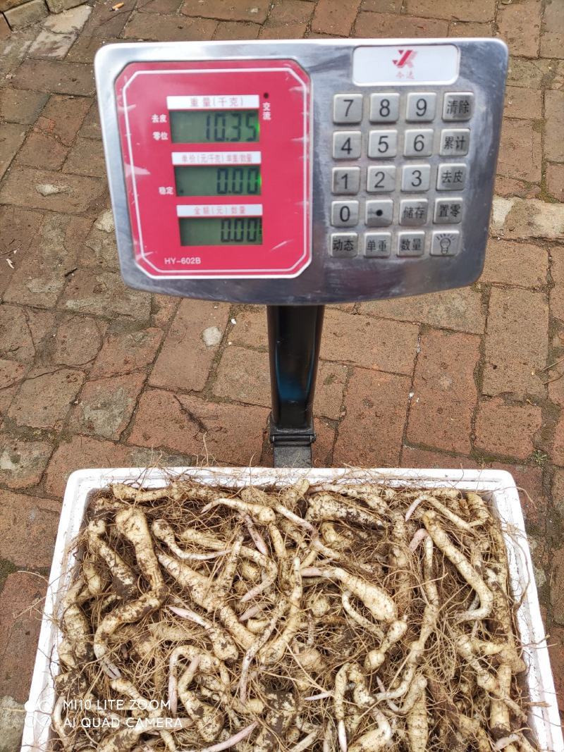 野生甜黄精，又名鸡头参，常年能种，一手货源，下单发货。