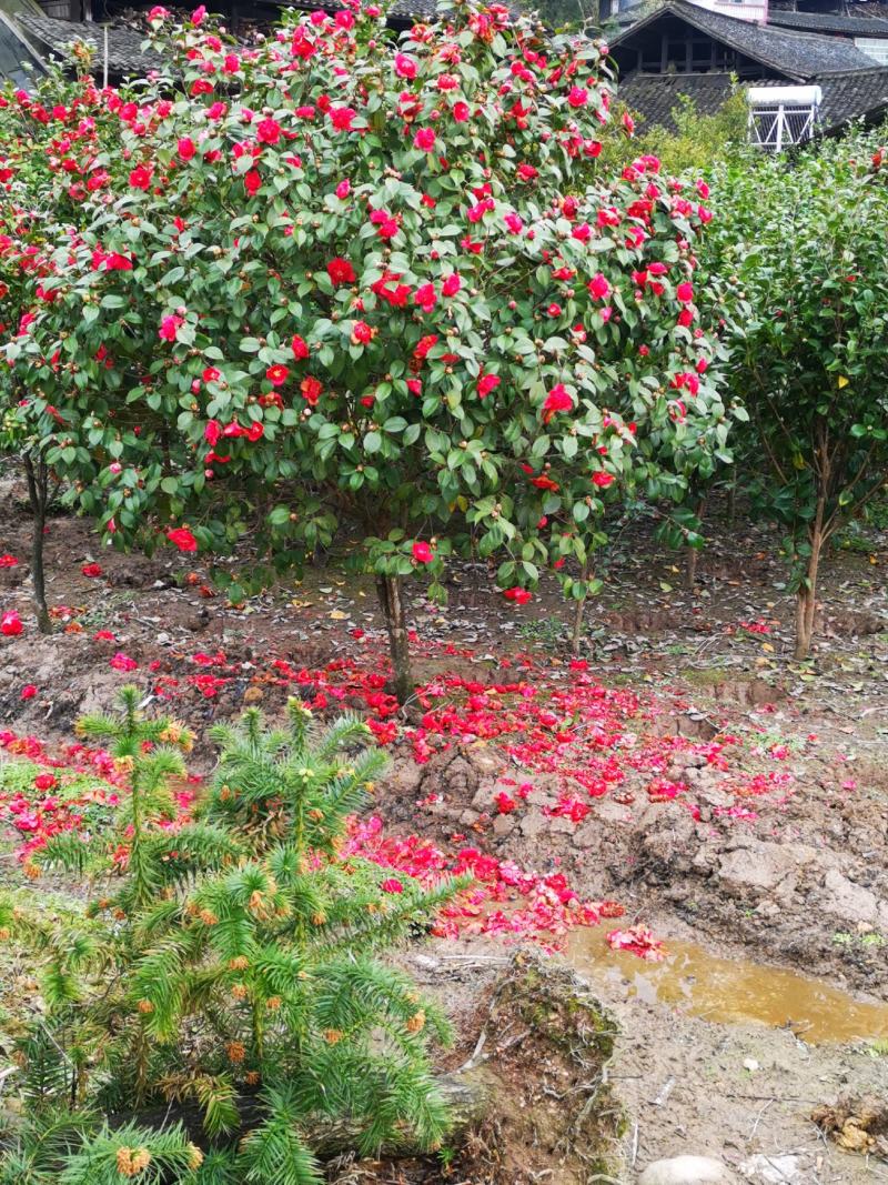 地经4--5--6公分茶花冠幅1.5米以上种植6年