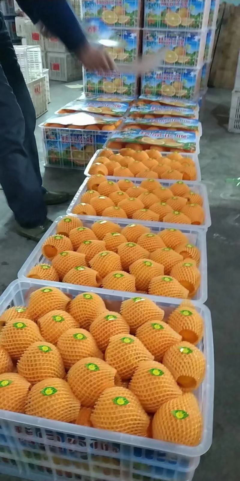 秭归脐橙夏橙果园看果订货按需采摘品质保证价格实惠全国发货