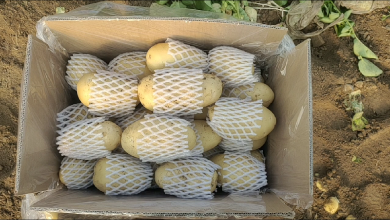 滕州土豆冷库货装箱装袋水洗干洗产地直发