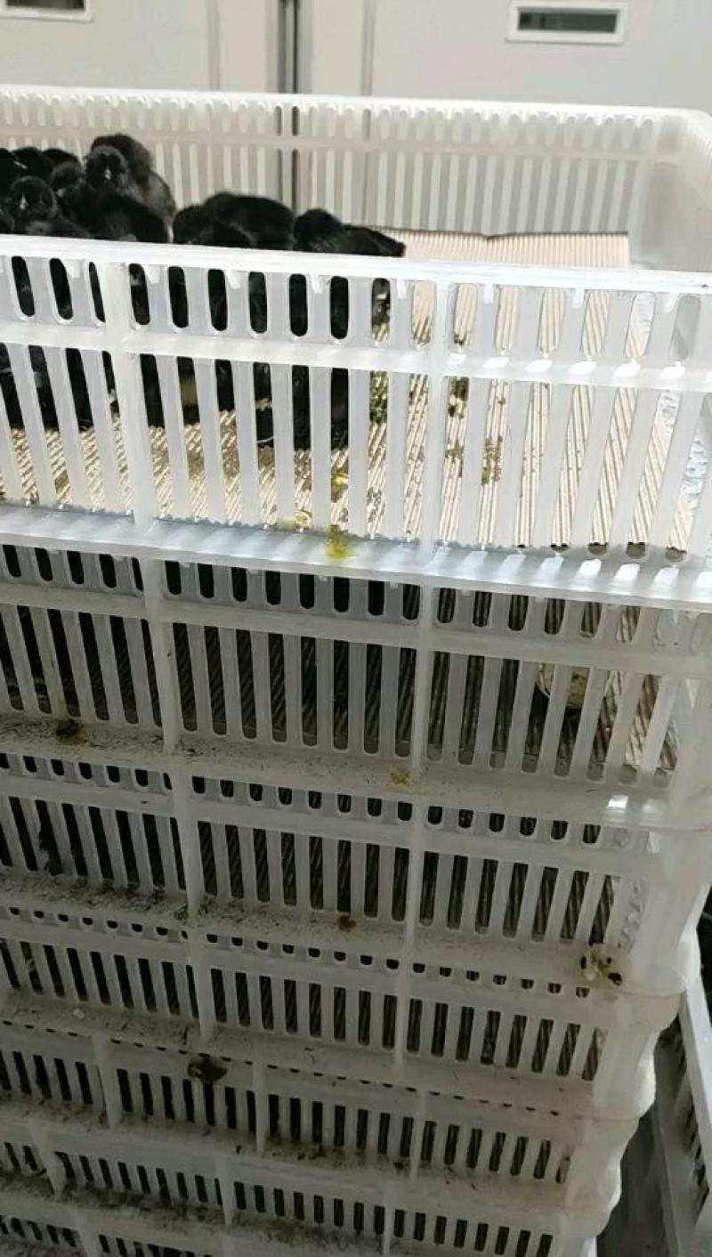 鸡苗彩凤鸡苗灰白彩鸡苗白花白苗彩凤鸡苗质量正宗