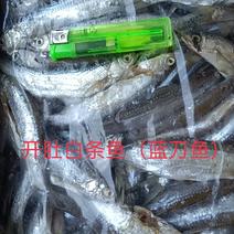 长期供应开肚除肠白条蓝刀鱼（白条鱼），规格8-12公分。