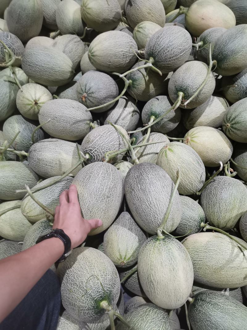 海南小密25号大量供应有实力的老板联系我