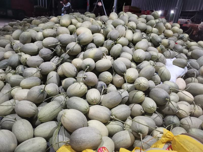 海南小密25号大量供应有实力的老板联系我