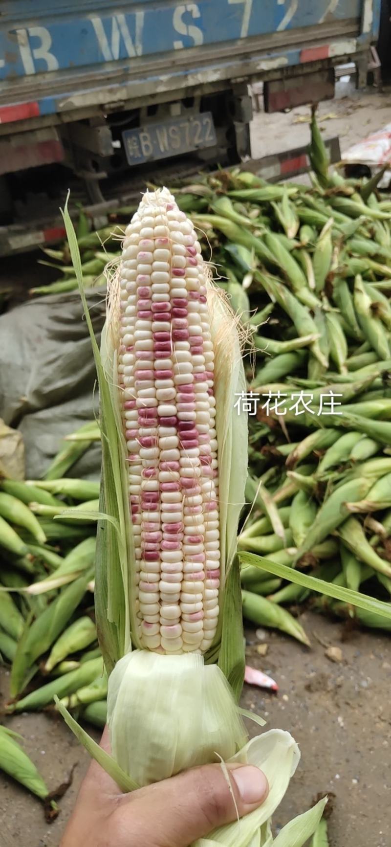精品大花糯玉米，小花糯玉米，现采现摘，