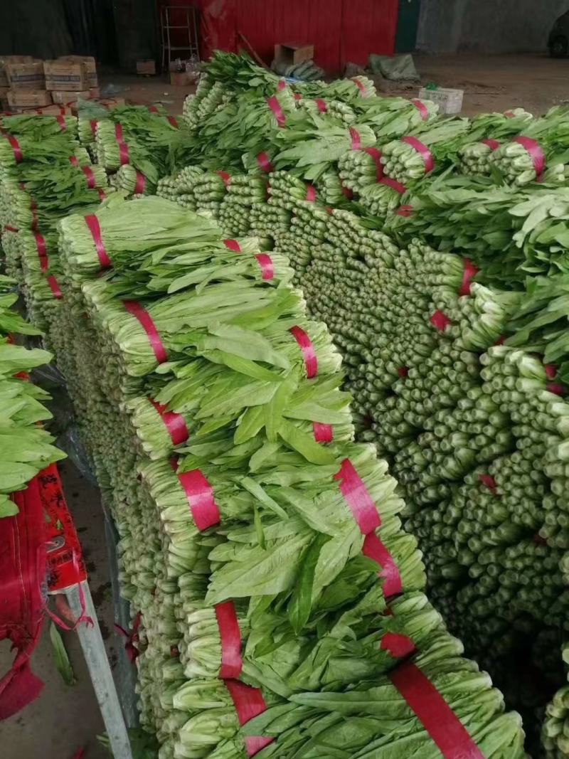 一手货源，精品本地油麦菜，货源充足，常年提供精品油麦。